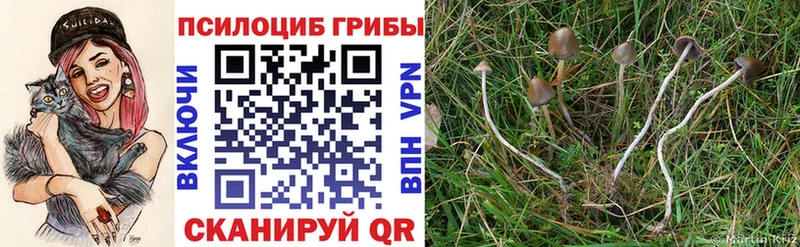 ссылка на мегу маркетплейс Тырныауз Псилоцибиновые грибы ЛСД